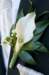ngwongweddingaug3120085506_small.jpg