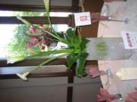sandrascamera314_small.jpg